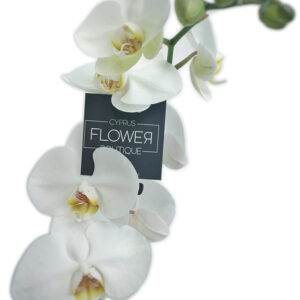Phalaenopsis White - Double stem orchid