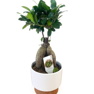 Ficus Ginseng Bonsai Tree