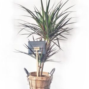 Dracaena Plant