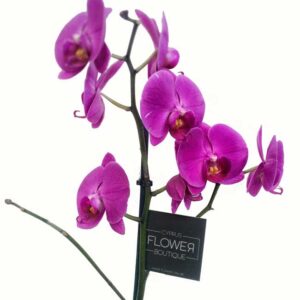 Phalaenopsis Mauve - Double stem orchid