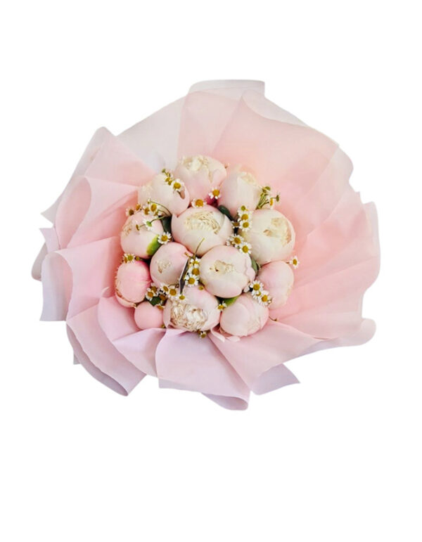 Peony Dreams 2