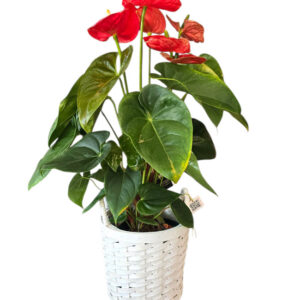 Anthurium in Basket