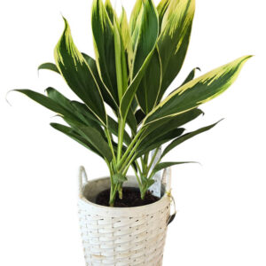 Cordyline Dracaena