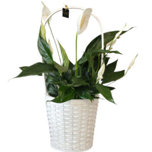 Peace Lilly in basket