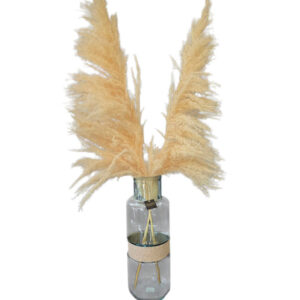The Pampas Statement