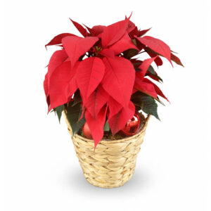 Christmas Star Plant
