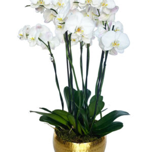 Luxury 8 stem White Orchid