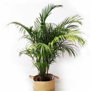 Areca palm
