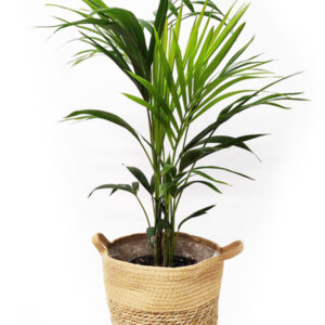 Kentia Palm