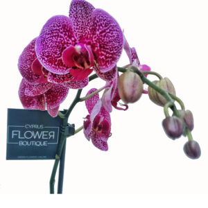 Phalaenopsis Bicolor - Double stem orchid