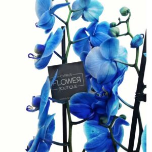 Phalaenopsis Blue - Double stem orchid