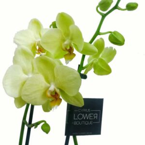 Phalaenopsis Yellow - Double Stem orchid