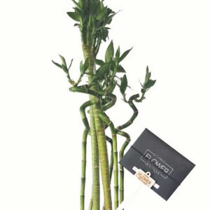 Lucky Bamboo in a vase