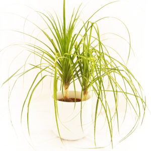 Nolina Plant