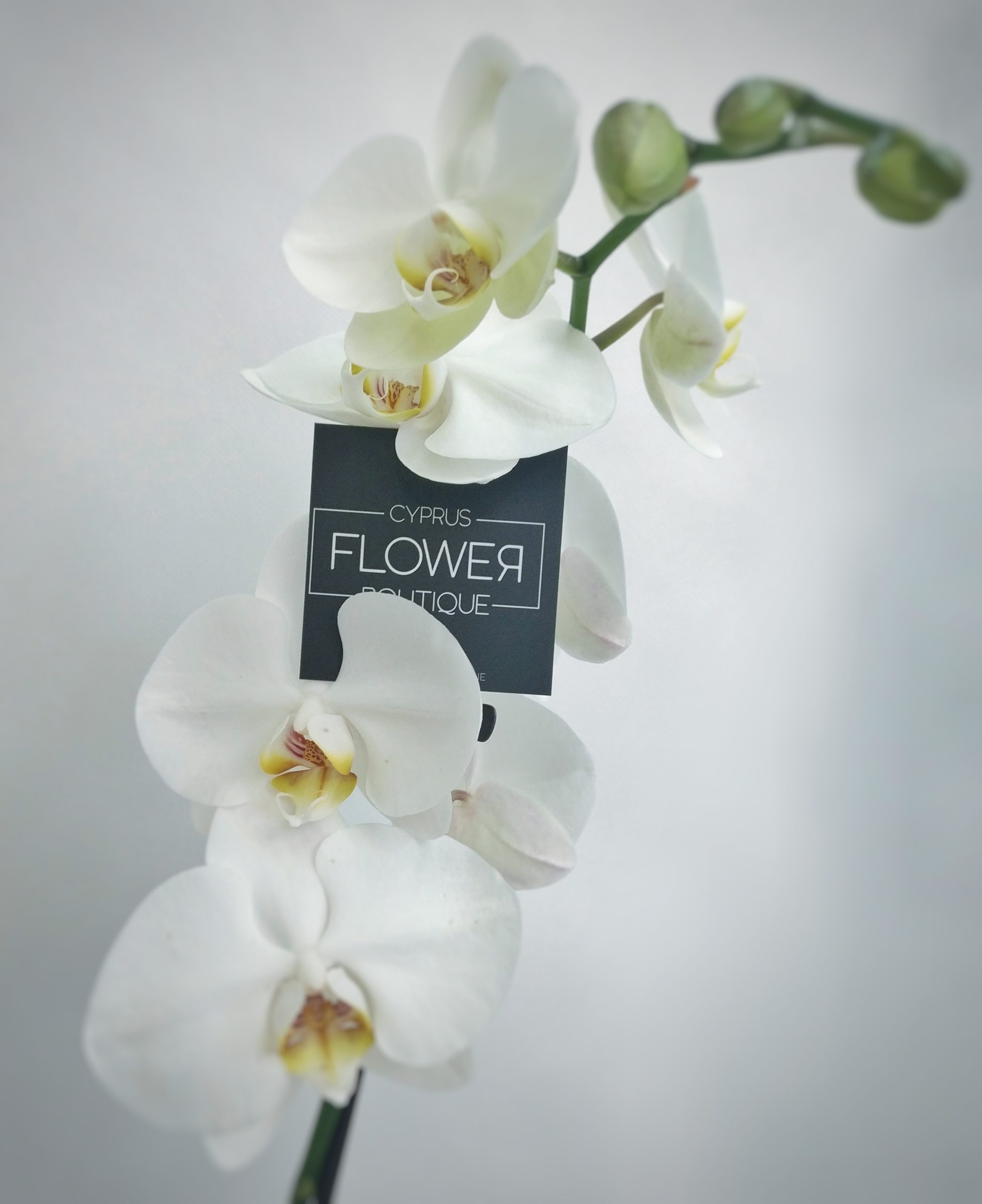 Phalaenopsis White - Double stem orchid