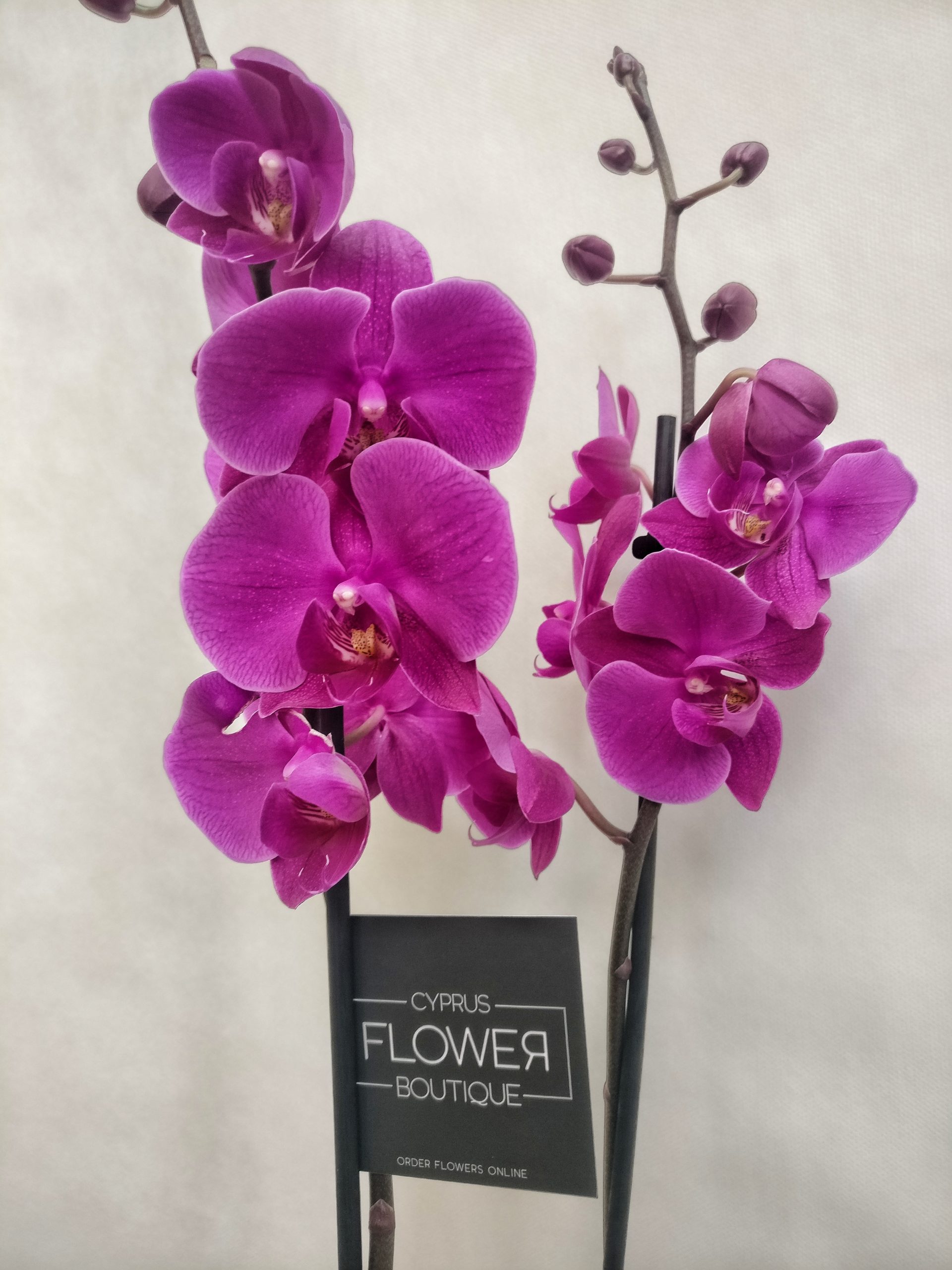 Phalaenopsis Mauve - Double stem orchid - Buy Phalaenopsis Orchids online