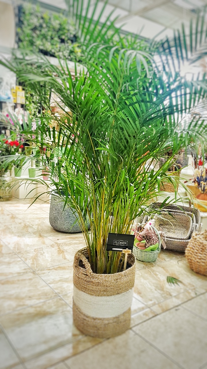 Areca palm - Indoor plant