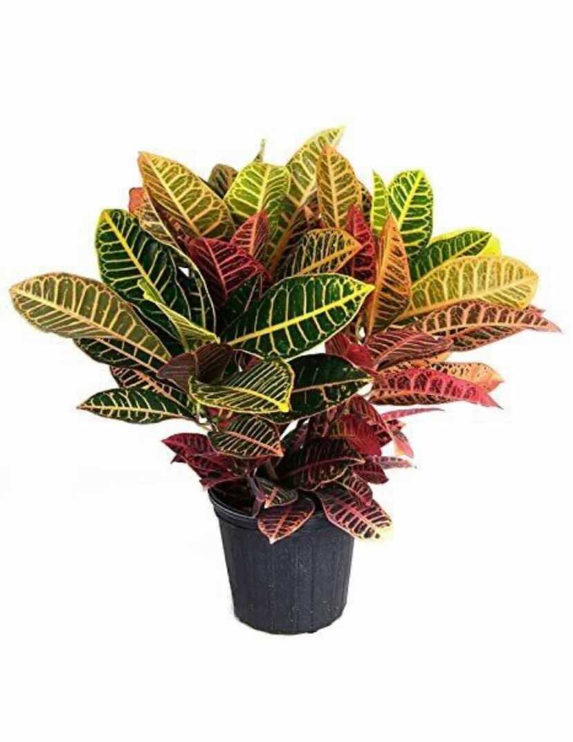 Croton Plant