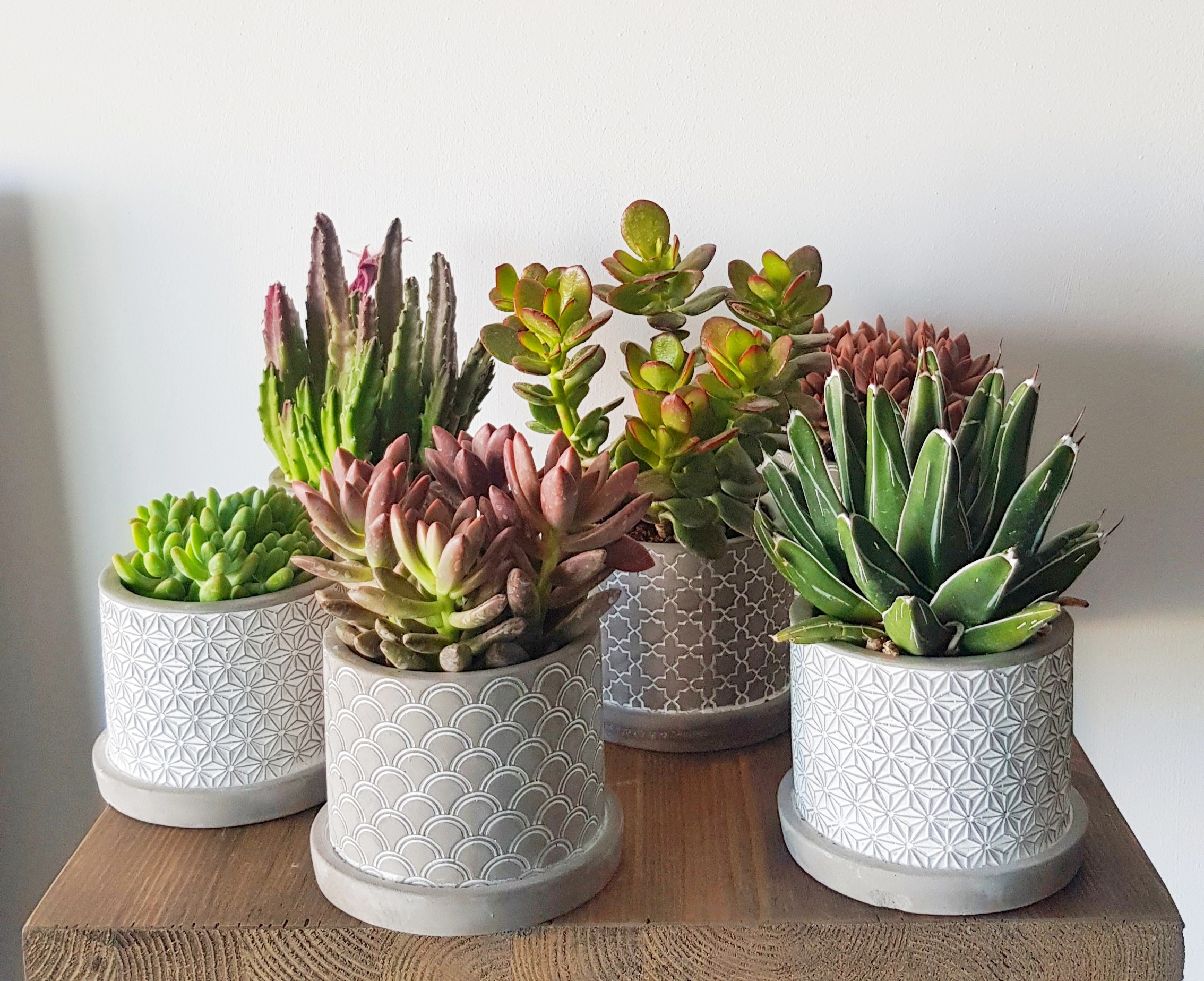 Concrete succulent pack