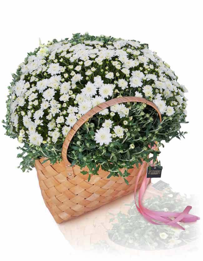 Chrysanthemum Basket