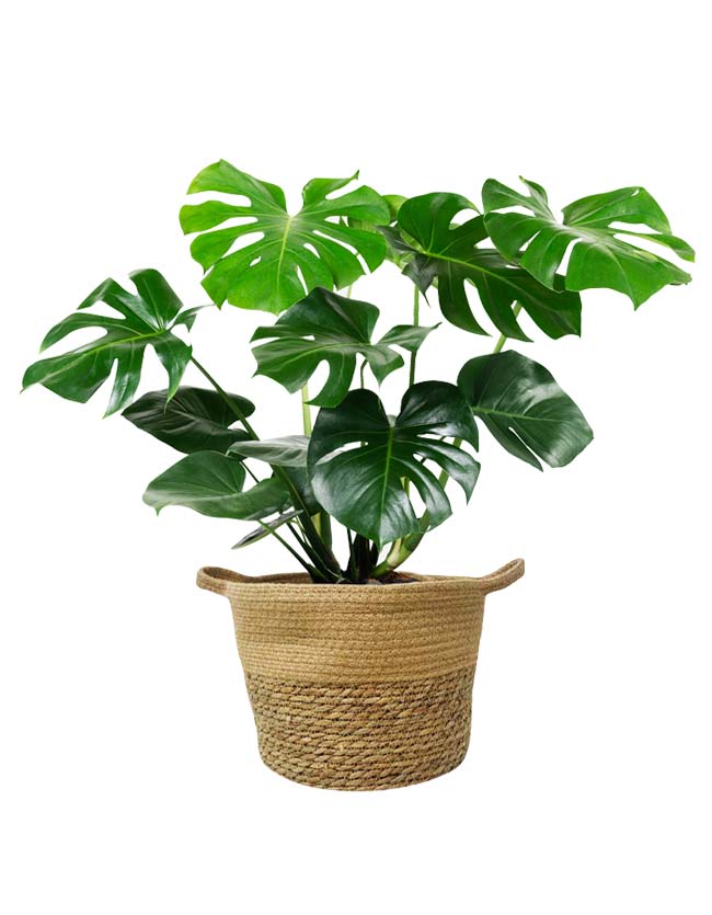 Monstera Plant