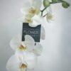 Phalaenopsis White - Double stem orchid