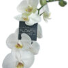 Phalaenopsis White - Double stem orchid