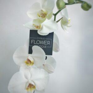 Phalaenopsis White - Double stem orchid