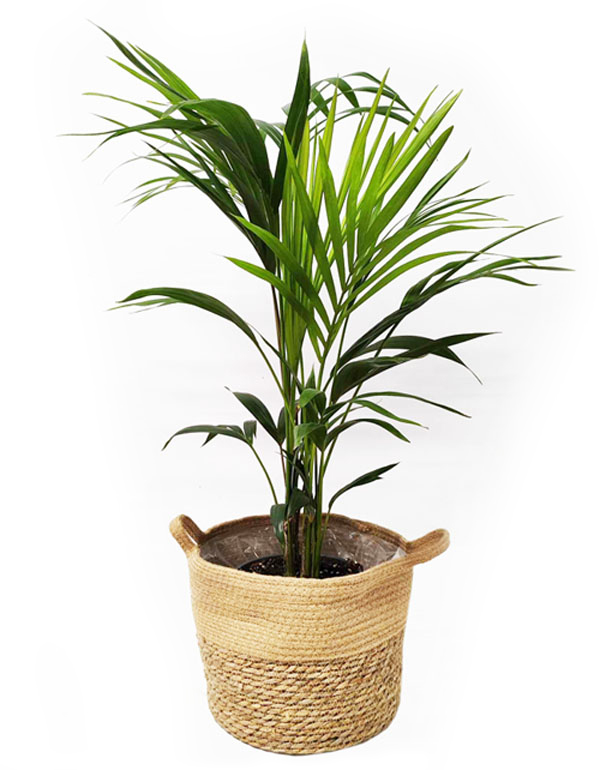 Kentia Palm - Flower Dot Boutique