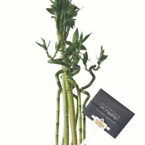 Lucky Bamboo in a vase